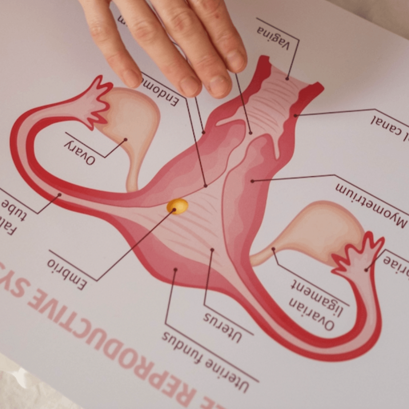 Best menstrual cup for a tilted uterus – Asan UK